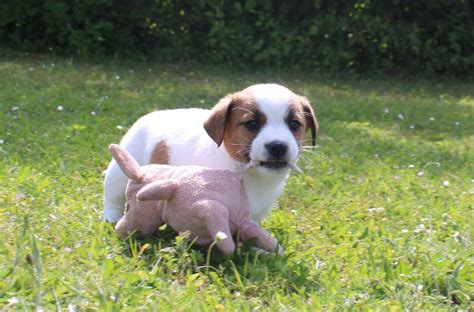 Chiot Elevage Du Normont Eleveur De Chiens Jack Russell Terrier