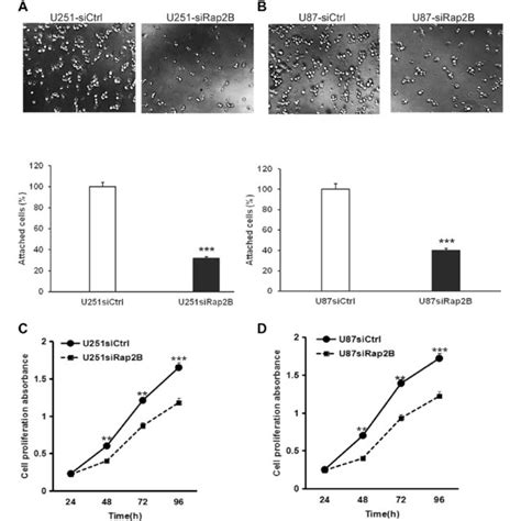 Knockdown Of Rap B Inhibits Glioma Cells Adhesion And Proliferation