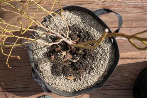 Comment et Quand Fertiliser les Arbustes de Myrtilles Pour Récolter des