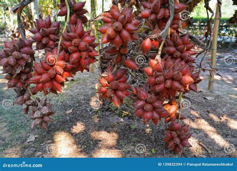 Fresh Salacca Zalacca Or Salak Fruits In The Salak Tree Garden Fruits