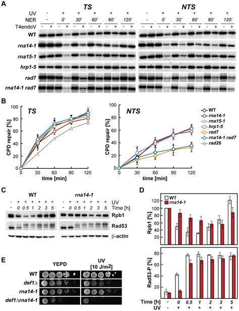 Normal Cpd Repair And Dna Damage Response Alteration In Transcription