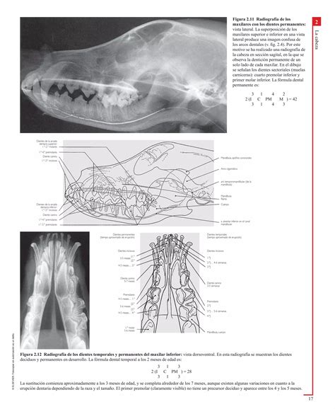 Atlas En Color De Anatomia Veterinaria El Perro Y Del Gato