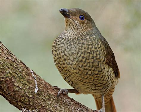 female Satin Bowerbird | BIRDS in BACKYARDS