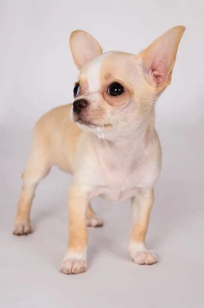 Angry Chihuahua growling, 2 years old, in front of white background — Stock Photo © lifeonwhite ...