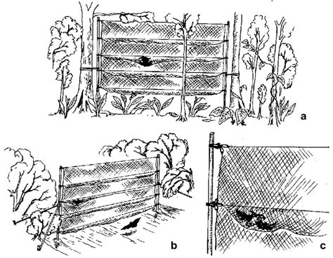 The Use Of Mist Nets For Catching Bats Typical Ways Of Setting Up