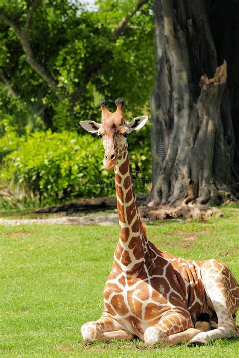 1240 Sitting Giraffe Stock Photos Free And Royalty Free Stock Photos