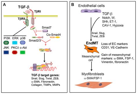 Ijms Free Full Text Tgf Induced Endothelial Mesenchymal