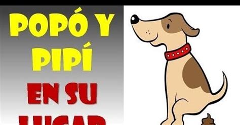 Consejos y tips para cuidar a tu mascota 8 pasos para enseñarle a tu