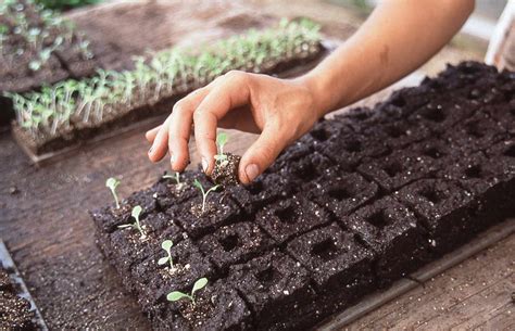 Soil Blocking A Better Way To Start Your Seeds Off Right