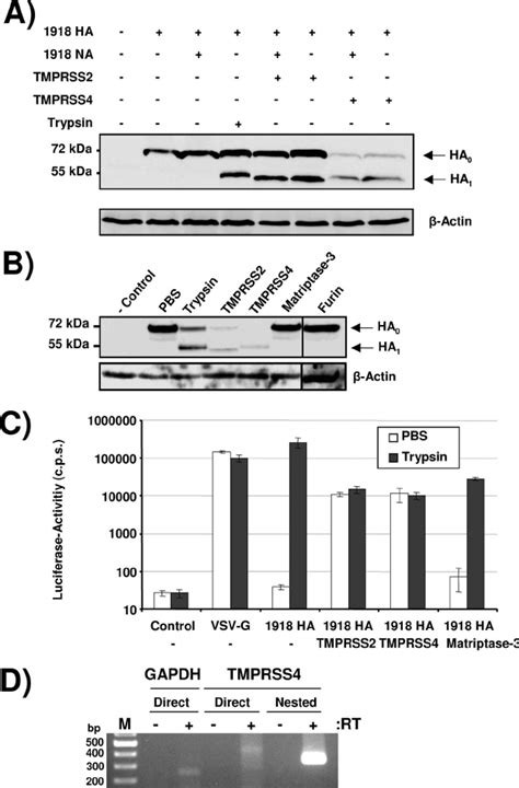 Tmprss2 And Tmprss4 Activate 1918 Ha By Cleavage A 293t Cells Were Download Scientific