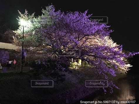 ライトアップされた夜桜の写真・画像素材[5997137] Snapmart（スナップマート）