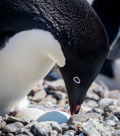 Adelie Penguin Antarctica Photograph By Philippe Tulula And Julie