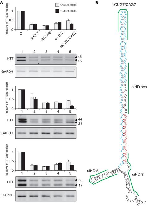 Silencing Effects Of Sirnas On Htt Mrna Expression Levels A Results Download Scientific