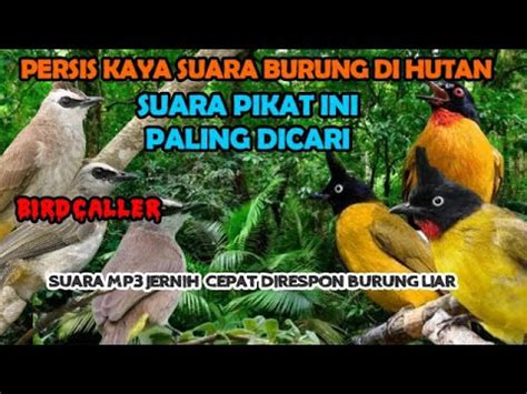 Suara Pikat Burcil Ribut Paling Ampuh Trucukan Ribut Vs Kutilang Emas