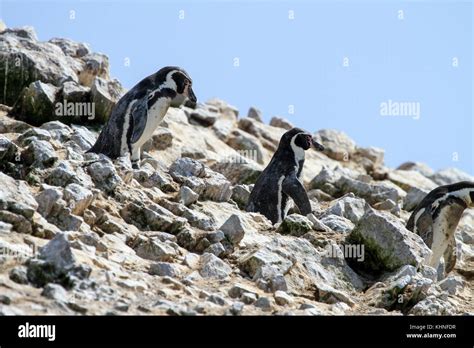 Pingüinos De Humboldt Las Islas Ballestas Perú Fotografía De Stock