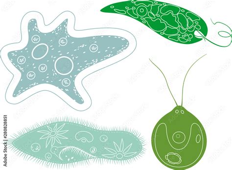 Coloring Page Set Of Unicellular Organisms Protozoa Paramecium Caudatum Amoeba Proteus