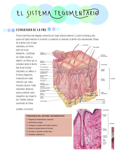 Resumen unidad 5 sistema tegumentario Porción superficial más