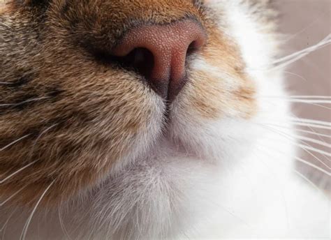 Cancer du nez et des sinus carcinome épidermoïde chez le chat