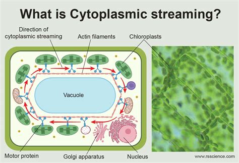 What Is Cytoplasmic Streaming Rs Science