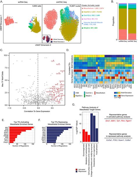 Chromatin Accessibility And Gene Regulatory Networks In The Developing