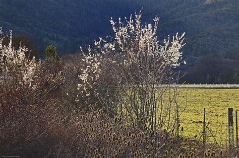 Wild Fruit Tree In The Country Photograph By Mick Anderson Fine Art