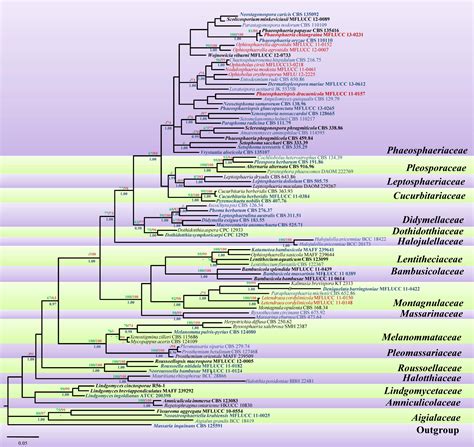 Fig Phylogenetic Tree Faces Of Fungi