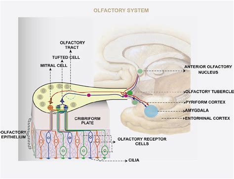 Structure Of The Olfactory System