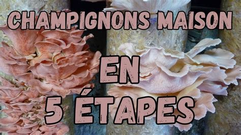 Production de champignon à la maison en 5 étapes YouTube