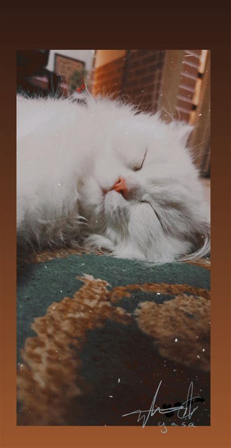 Pin On Животные Pretty Cats Cat Aesthetic Cute Cats