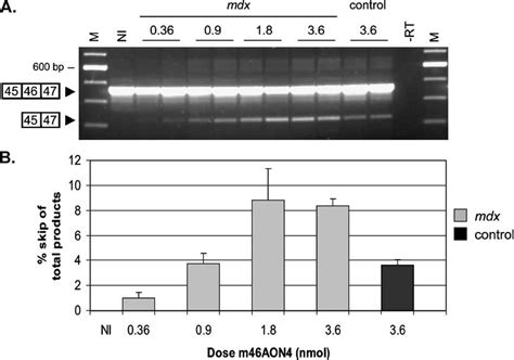 Antisense Induced Exon 46 Skipping In Regenerating Muscle Of Mdx Mice