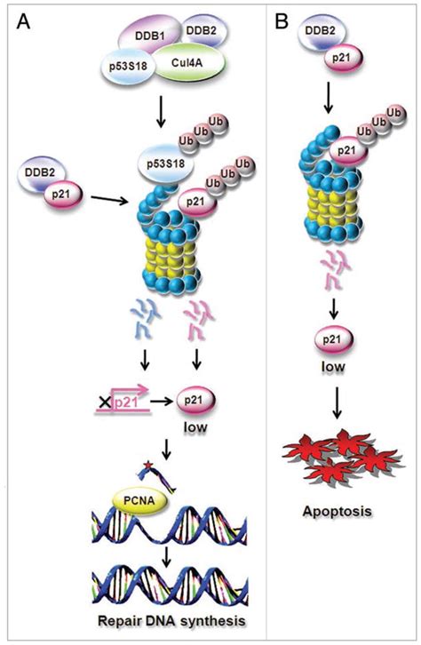 Ddb2 Damaged Dna Binding Protein 2 In Nucleotide Excision Repair And