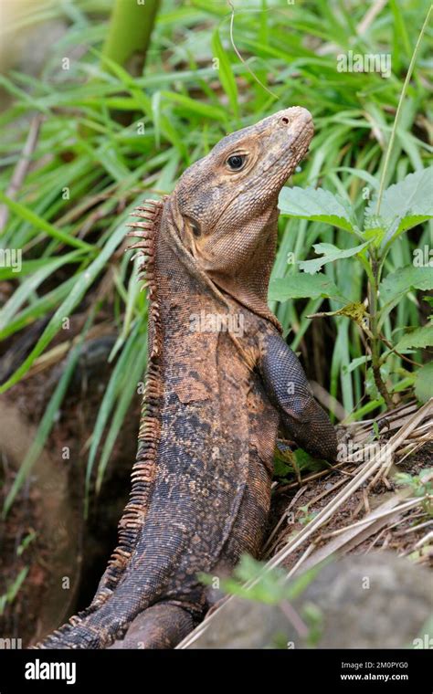 Black Spiny Tailed Iguana Ctenosaura Similis Near The Entry Of Its