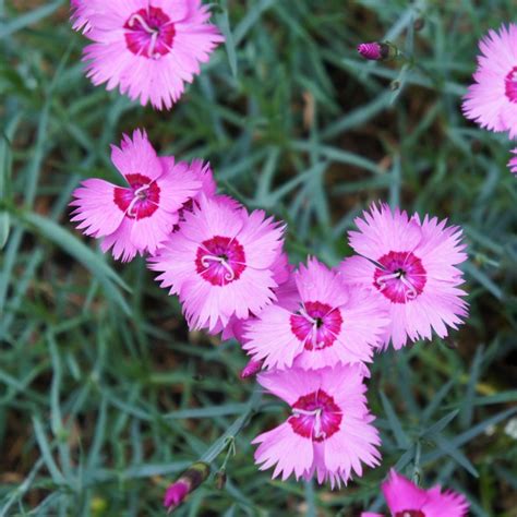 Dianthus Plumarius Spring Beauty