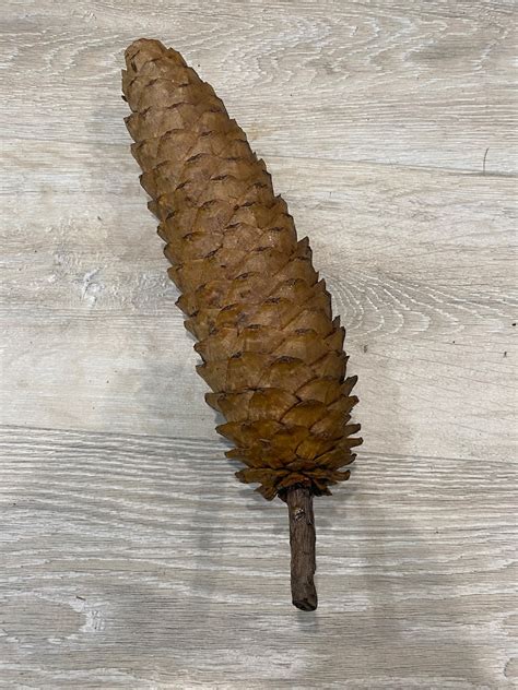 1 Sugar Pine Cones 1316 - Etsy