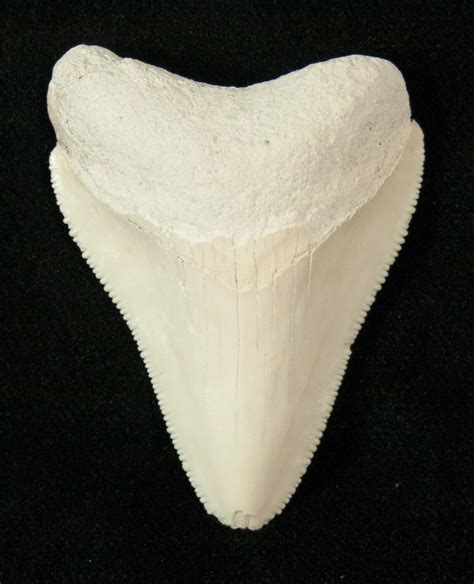 183 White Bone Valley Megalodon Tooth 17183 For Sale