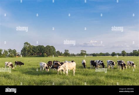 Black And White Holstein Cows In A Grass Field Near Groningen