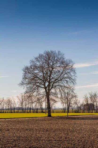 Premium Photo Bare Trees On Field Against Clear Sky