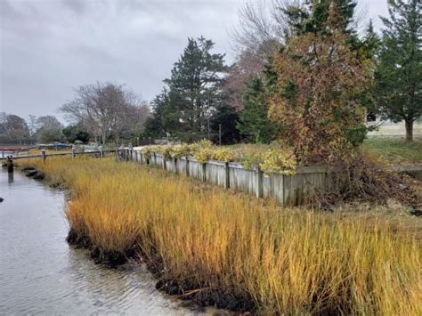 Wetland Delineation | Bay Environmental