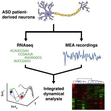 Dynamical Electrical Complexity Is Reduced During Neuronal