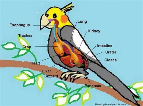 9 Best Parrot Anatomy Images On Pinterest Parrots Budgies And Anatomy