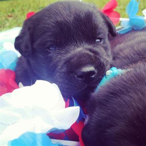 American Black Lab Puppies For Sale Mn : Lab Puppies for Sale Near Me - Sooner Labs Charcoal ...