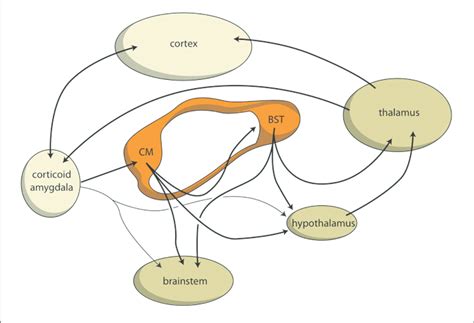 Limbic Cortical Subcortical Regulatory Circuit Bst Bed Nucleus Of