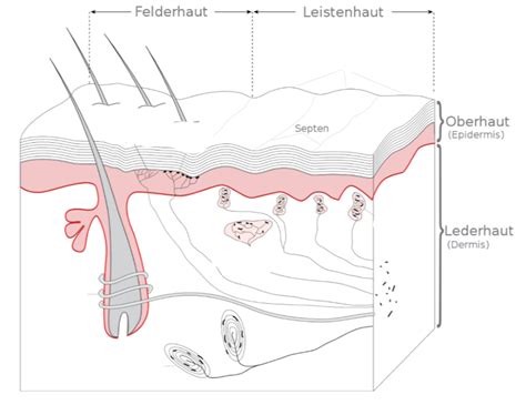 Haut Anatomie Diagram Quizlet