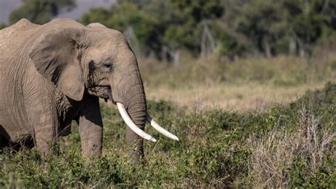 Premium Photo | African elephant herd