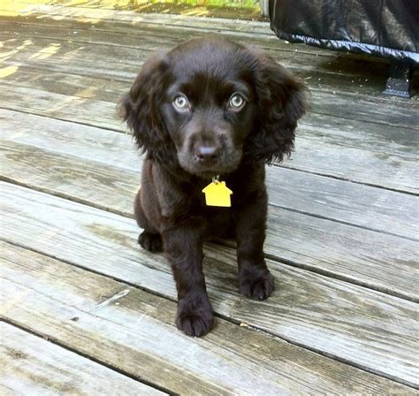 Pin By Dog Breeds On Boykin Spaniel Pinterest Boykin Spaniel