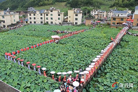 “八八战略”在身边丨从荷花盛开的庆元安南读懂“八八战略”的实践伟力 精彩推荐 丽水网 丽水新闻综合门户网站