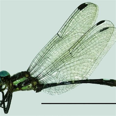 , 10. New records of Odonata species for Argentine provinces. 9. New ...