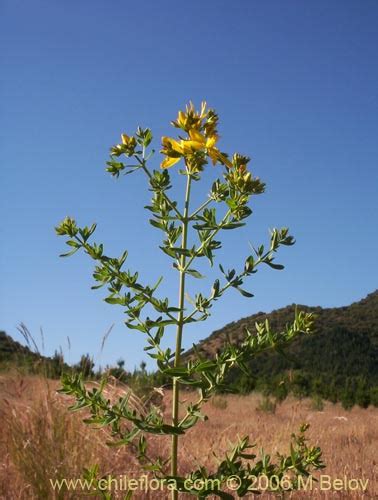 Description And Images Of Hypericum Perforatum Hierba De San Juan A