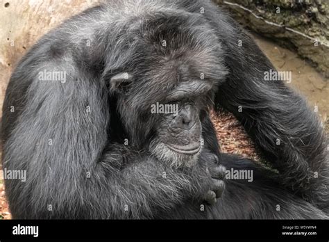 The Chimpanzee Pan Troglodytes A Great Ape Native To The Forests And