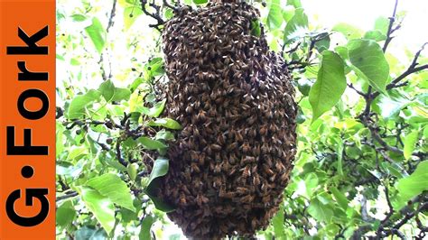 Bee Swarm Capture Beekeeping 101 GardenFork YouTube